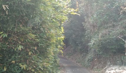八幡の藪知らずの内部の竹藪